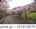 桜のある道 101618876