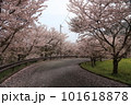 桜のある道 101618878