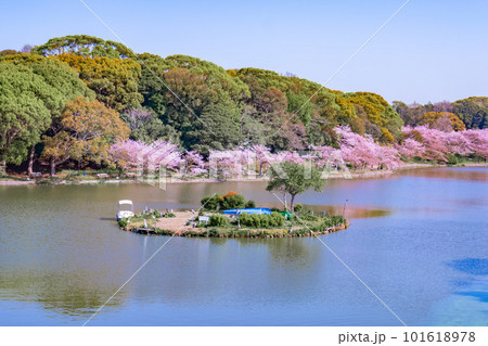 池に映る満開の桜 池に映る満開の桜 101618978