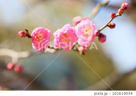 梅の花　玉拳 101619034