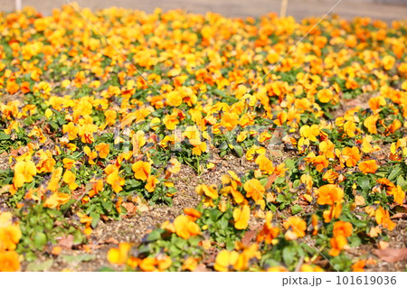 黄色のパンジー花壇 黄色のパンジー花壇 101619036