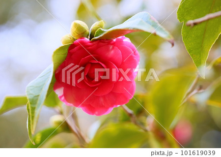 ツバキの花 菊冬至 ツバキの花 菊冬至 101619039