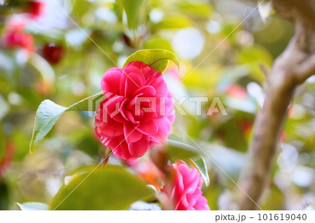 ツバキの花　菊冬至 101619040