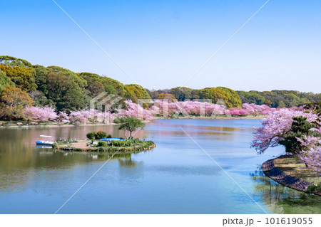 満開の桜と池のある風景 満開の桜と池のある風景 101619055