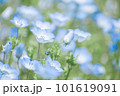 ネモフィラ畑 101619091