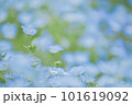 ネモフィラ畑 101619092