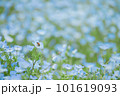 ネモフィラ畑 101619093