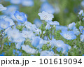 ネモフィラ畑 101619094
