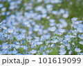ネモフィラ畑 101619099