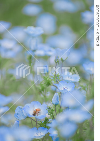 ネモフィラ畑と蜂 101619100