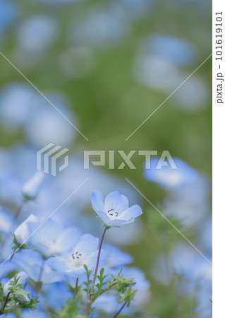 ネモフィラ畑 101619101