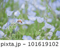 ネモフィラ畑と蜂 101619102