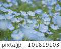 ネモフィラ畑 101619103
