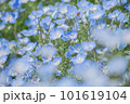 ネモフィラ畑 101619104