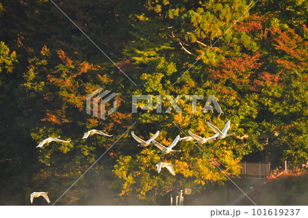 鶴岡下池の白鳥 鶴岡下池の白鳥 101619237