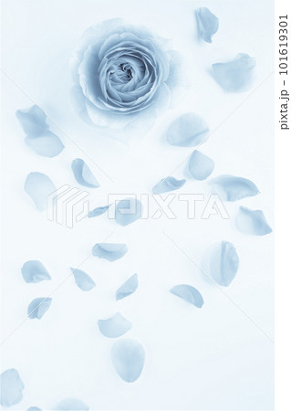 白背景に薔薇の花びら、バラの花のフレーム 白背景に薔薇の花びら、バラの花のフレーム 101619301