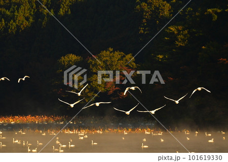 鶴岡下池の白鳥 鶴岡下池の白鳥 101619330