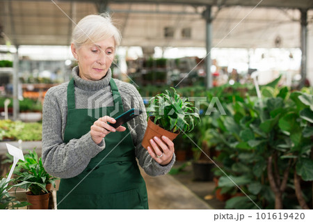 Elderly saleswoman using smartphone to scan barcode on potted plant 101619420