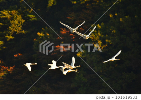 鶴岡下池の白鳥 鶴岡下池の白鳥 101619533