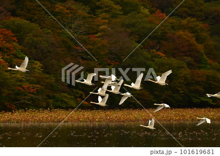 鶴岡下池の白鳥 鶴岡下池の白鳥 101619681