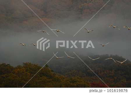 鶴岡下池の白鳥 101619876