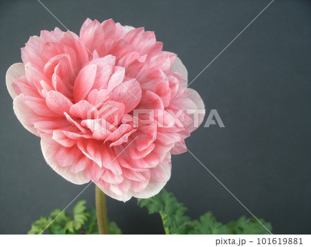 黒い背景にピンク色をした八重咲きのアネモネの花 黒い背景にピンク色をした八重咲きのアネモネの花 101619881