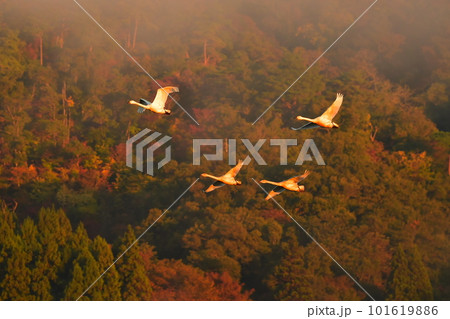 鶴岡下池の白鳥 鶴岡下池の白鳥 101619886