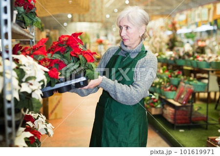 Mature woman plant shop worker carrying box with poinsettia sprouts Mature woman plant shop worker carrying box with poinsettia sprouts 101619971