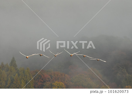 鶴岡下池の白鳥 鶴岡下池の白鳥 101620073