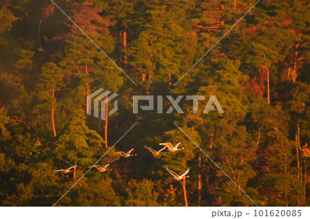 鶴岡下池の白鳥 101620085