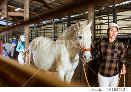 Woman horse holder leading white horse in stabling Woman horse holder leading white horse in stabling 101620124