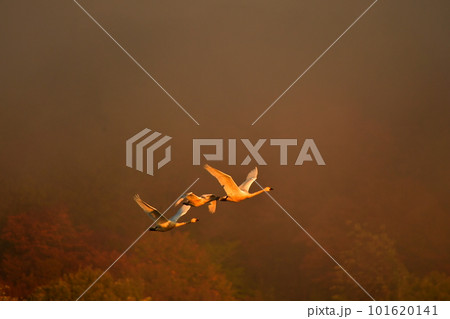 鶴岡下池の白鳥 101620141