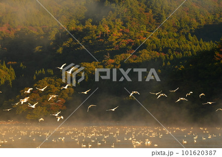 鶴岡下池の白鳥 鶴岡下池の白鳥 101620387