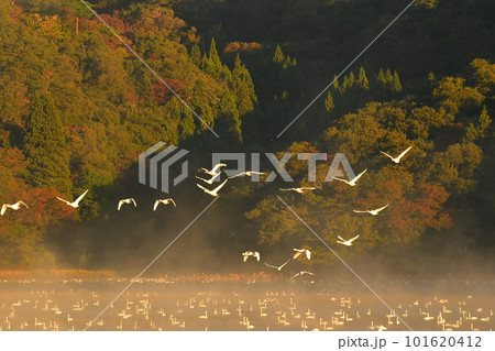 鶴岡下池の白鳥 鶴岡下池の白鳥 101620412