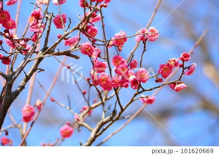 梅の花　八重寒紅 101620669