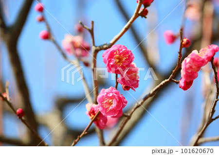 梅の花　八重寒紅 101620670