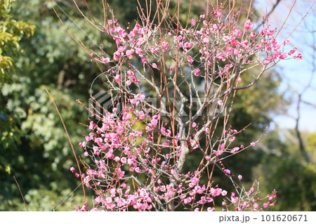 梅の花　八重寒紅 101620671