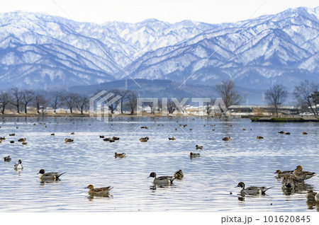 新潟 冬の瓢湖 新潟 冬の瓢湖 101620845