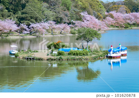 満開の桜と池に浮かぶボート 満開の桜と池に浮かぶボート 101620878