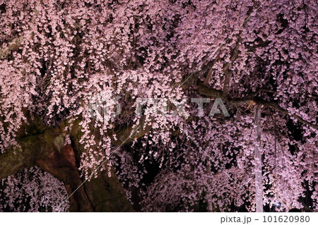 ライトアップされた長野県飯田市 麻績の里 舞台桜 101620980