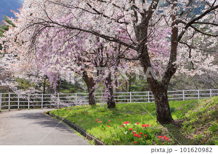 長野県飯田市 風越公園(権助)の満開の桜 【山桜】 【八重紅枝垂れ桜】 長野県飯田市 風越公園(権助)の満開の桜 【山桜】 【八重紅枝垂れ桜】 101620982
