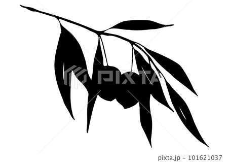 Olive branch with leaves and berries black silhouette isolated on white background 101621037