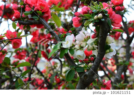 白い木瓜(ボケ)と絞り柄の木瓜(ボケ) 白い木瓜(ボケ)と絞り柄の木瓜(ボケ) 101621151