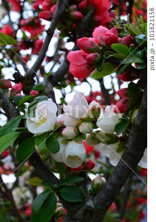 白い木瓜(ボケ)と絞り柄の木瓜(ボケ) 白い木瓜(ボケ)と絞り柄の木瓜(ボケ) 101621156