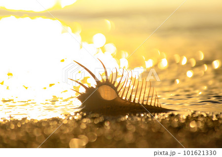 渚のホネガイ 101621330