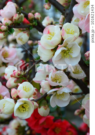 紅色や白の絞りのボケ(木瓜)の花 紅色や白の絞りのボケ(木瓜)の花 101621434