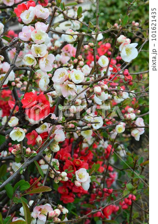 紅色や白の絞りのボケ（木瓜）の花 101621435