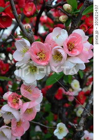 紅色や白の絞りのボケ（木瓜）の花 101621437