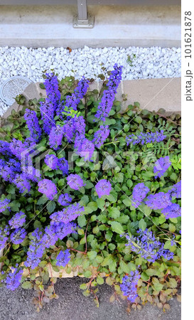 花壇に植えられた紫色のセアノサスの花 101621878