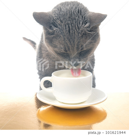 Gray cat drinks fresh milk from a white cup. homemade breakfast concept with favorite animal Gray cat drinks fresh milk from a white cup. homemade breakfast concept with favorite animal 101621944